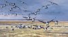 barnacle-goose_print_600.jpg
