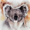 koala-sandra-phryce-jones.jpg
