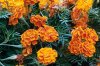 marigold-flower-with-high-resolution.jpg